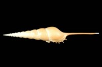 藏品(長鼻鳳凰螺)的圖片